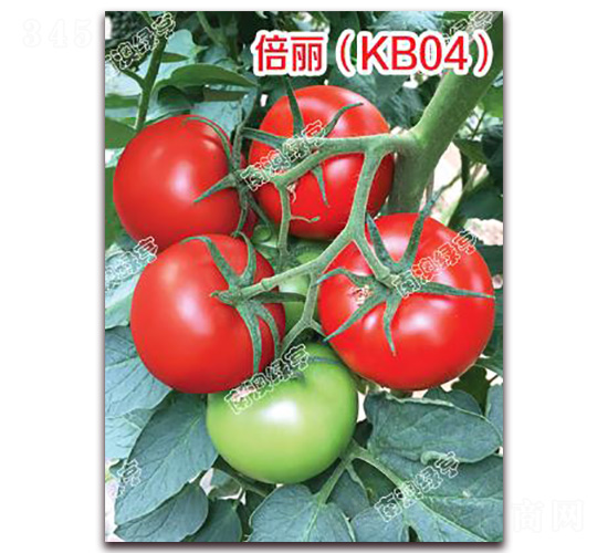 ������KB04��-��췬������-�ϰ��̺�
