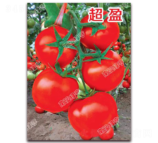 ��ӯ-��췬������-�ϰ��̺�