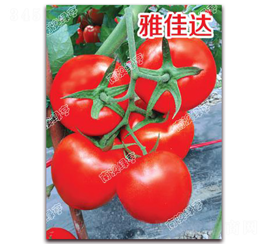 �żѴ�-��췬������-�ϰ��̺�