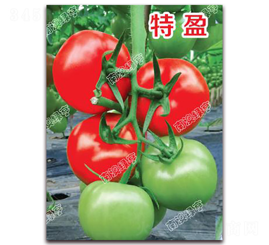 ��ӯ-��췬������-�ϰ��̺�