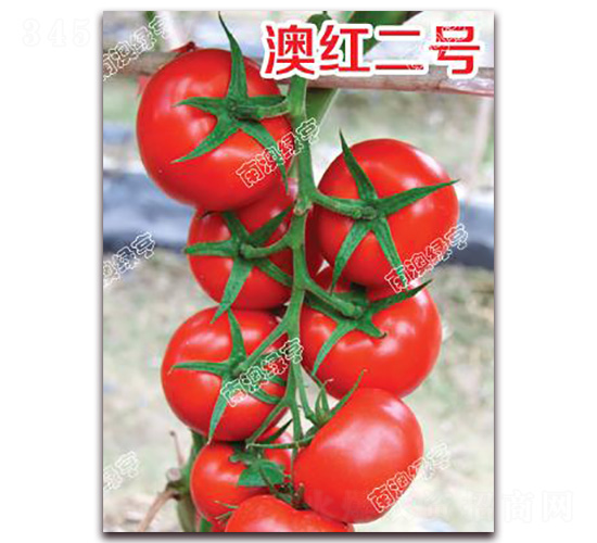 �ĺ����-��췬������-�ϰ��̺�