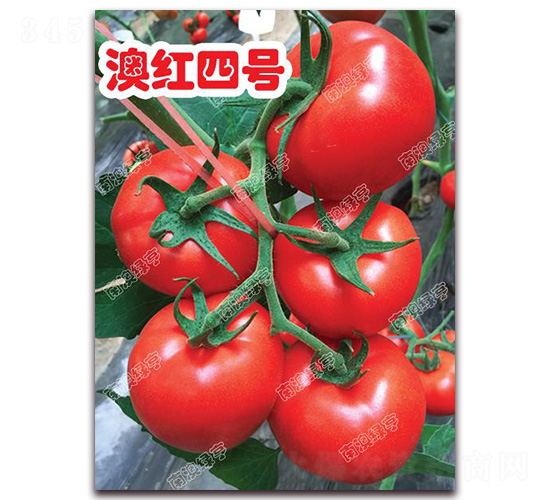�ĺ��ĺ�-��췬������-�ϰ��̺�