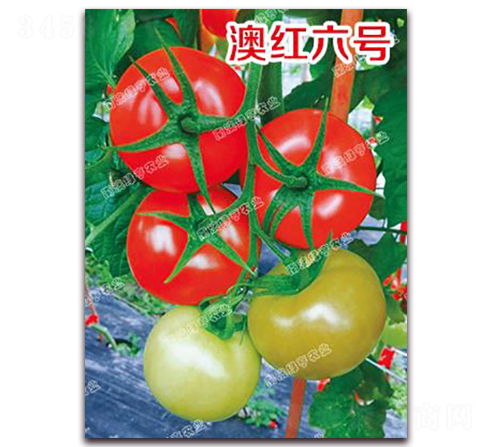 �ĺ�����-��췬������-�ϰ��̺�