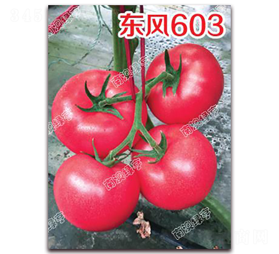 ����603-�۹���������-�ϰ��̺�