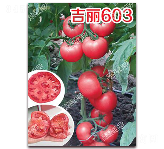 ����603-�۹���������-�ϰ��̺�