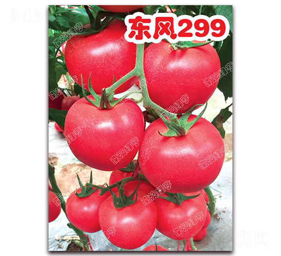 ����299-�۹���������-�ϰ��̺�