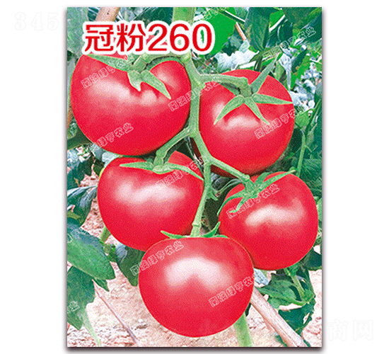 �ڷ�260-�۹���������-�ϰ��̺�