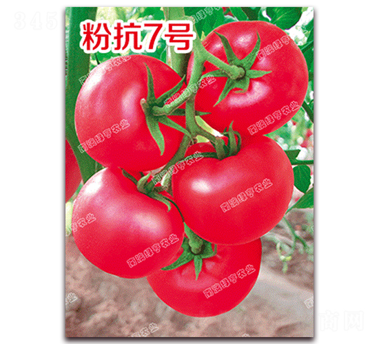 �ۿ�7��-�۹���������-�ϰ��̺�