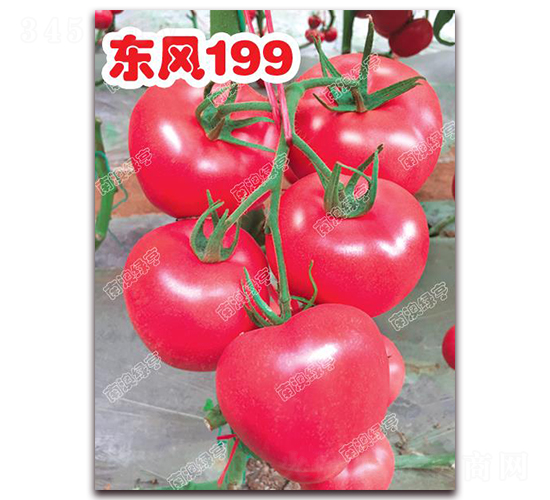 ����199-�۹���������-�ϰ��̺�