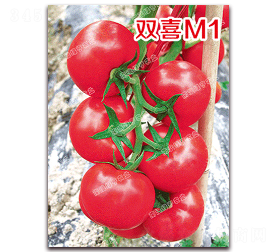 ˫ϲM1-�۹���������-�ϰ��̺�