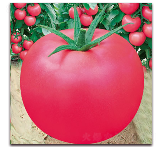 ����303-�۹���������-����