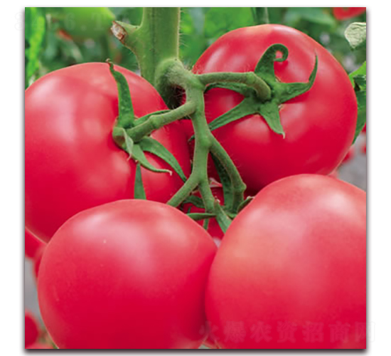 �¾޷۱�ʯ-�۹���������-����