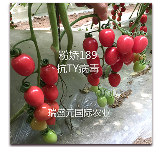 �۽�189-ӣ�ҷ�������-��ʢԪ