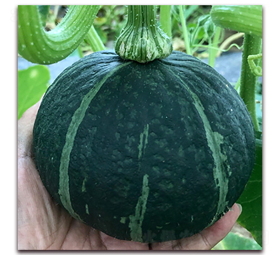 ������1319-�Ϲ�����-��ʢԪ