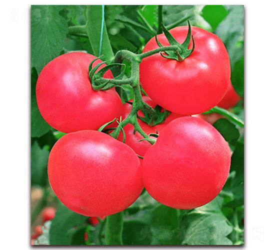 ŷ��302F1-�����۹���������-��ũ����