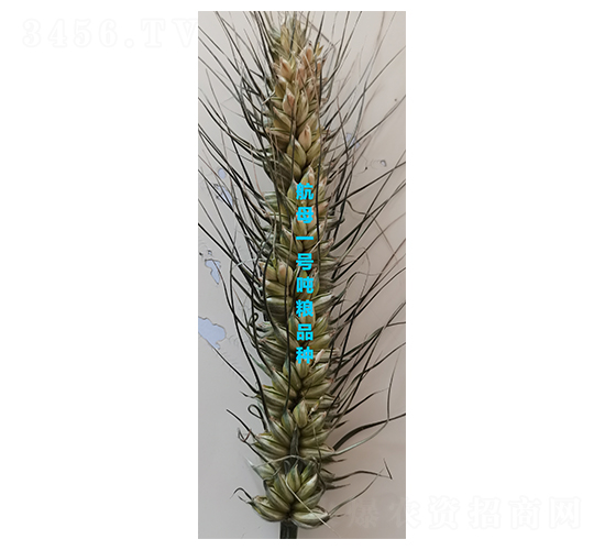 ��ĸһ�Ŷ���-С������-ס��