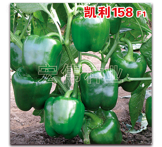 ����158F1-��������-��ΰ��ҵ