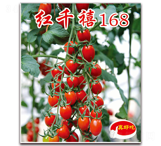 ��ǧ��168-ӣ������������-��ΰ��ҵ