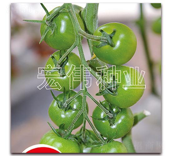 ��Բ��-ӣ������������-��ΰ��ҵ