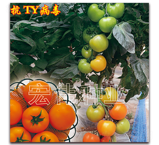 ���һ��-ӣ������������-��ΰ��ҵ
