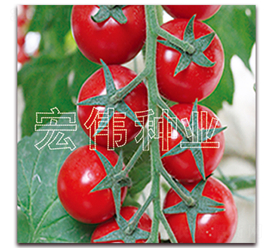 ����5369-ӣ������������-��ΰ��ҵ