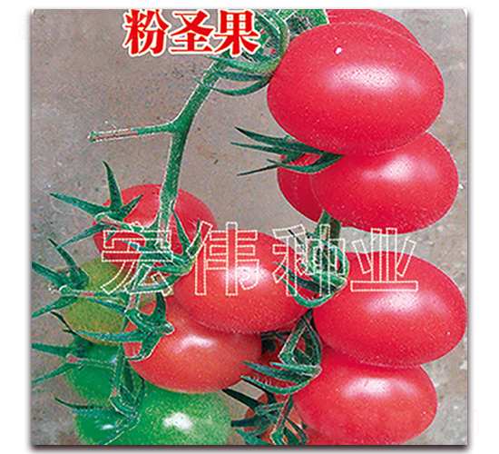 ��ʥ��-ӣ������������-��ΰ��ҵ