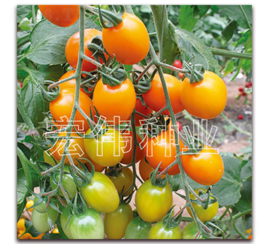 �Ʊ���-ӣ������������-��ΰ��ҵ