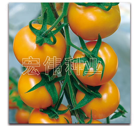 ��Բ-ӣ������������-��ΰ��ҵ