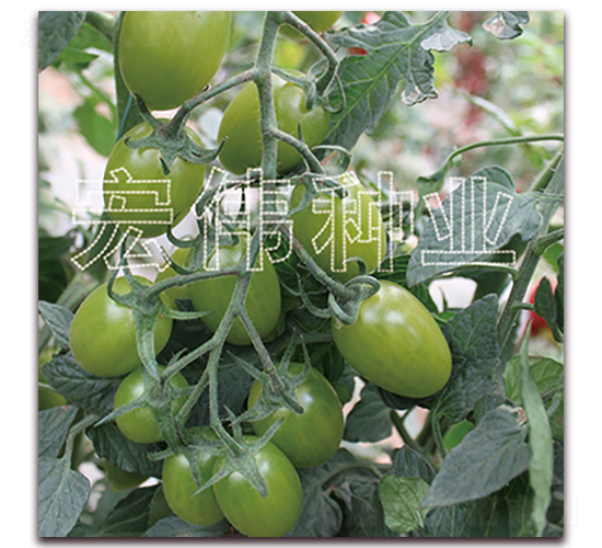 �̱�ʯ����-ӣ������������-��ΰ��ҵ