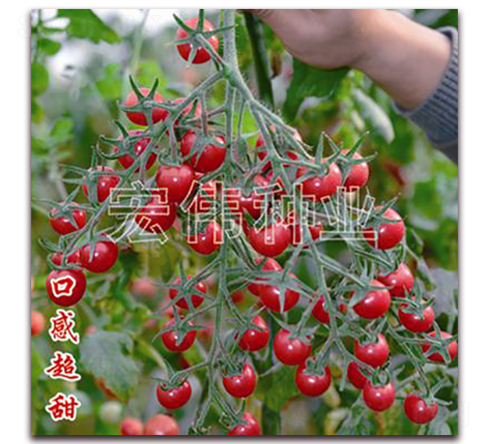 ��ζһ��-ӣ������������-��ΰ��ҵ