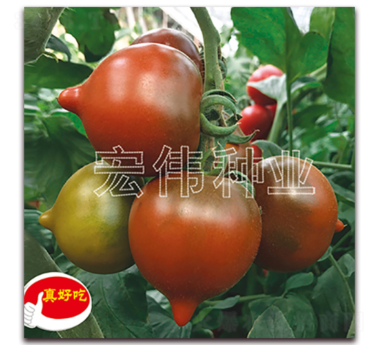 ���Ҷ���-ӣ������������-��ΰ��ҵ