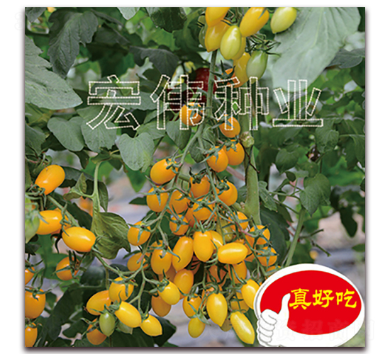 ����-ӣ������������-��ΰ��ҵ