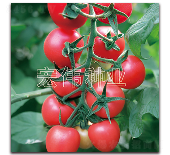 ����516-ӣ������������-��ΰ��ҵ