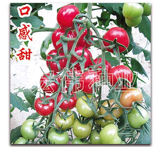 ����1268-ӣ������������-��ΰ��ҵ