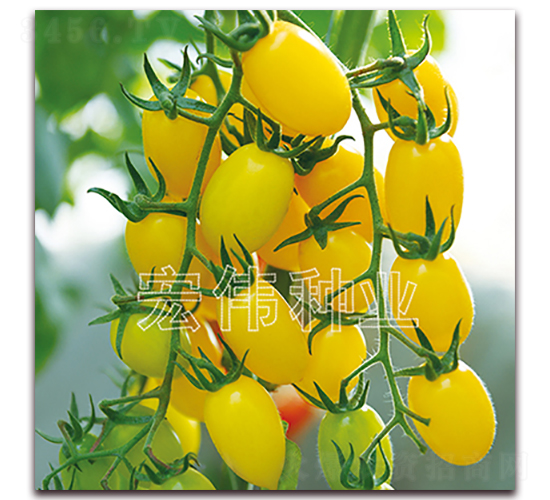 �ƽ��-ӣ������������-��ΰ��ҵ