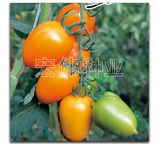 ��ţһ��-ӣ������������-��ΰ��ҵ