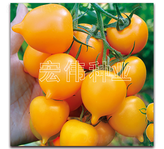 ����һ��-ӣ������������-��ΰ��ҵ