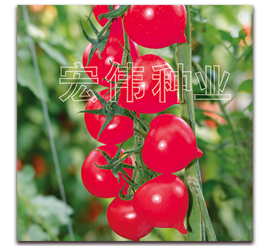����һ��-ӣ������������-��ΰ��ҵ