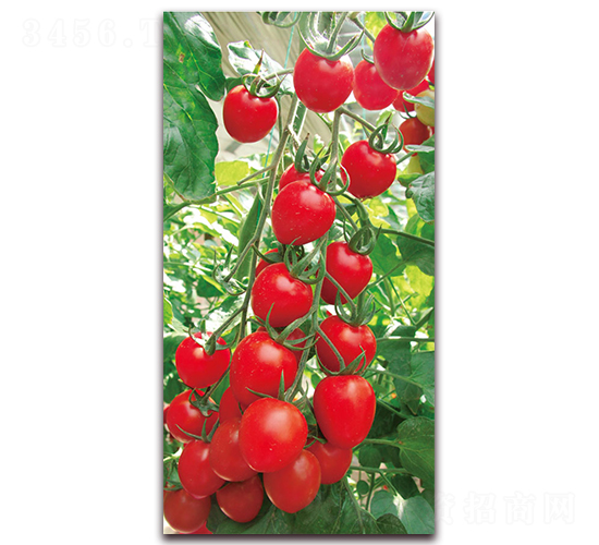 �츻��-��TYӣ�ҷ�������-�����