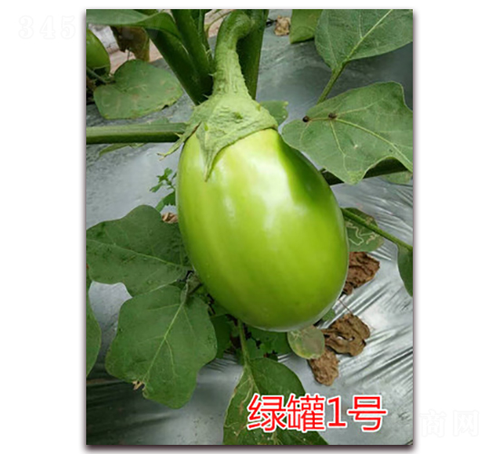 �̹�һ��-��������-��ŵũҵ