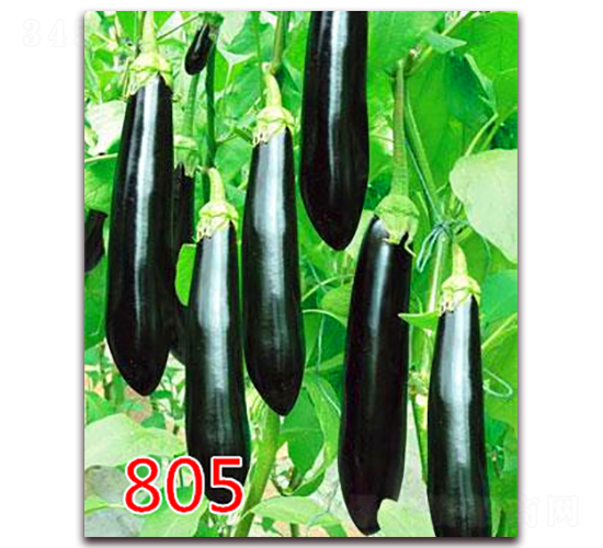 805-���೤������-��ŵũҵ
