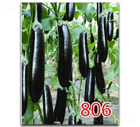 806-���೤������-��ŵũҵ