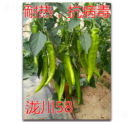 ��58-���ȼ⽷����-��ŵũҵ