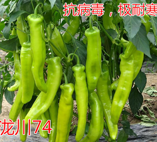 ��74�����ͺ���ǽ�����-��ŵũҵ