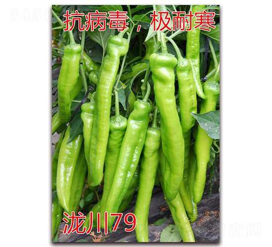 ��79-���ͺ���ǽ�����-��ŵũҵ