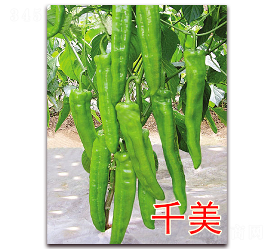 ǧ��-��������-��ŵũҵ