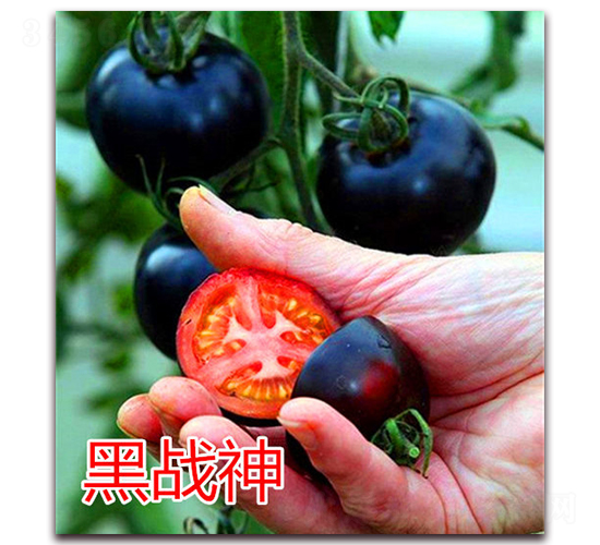 ��ս��-ӣ�ҷ�������-��ŵũҵ