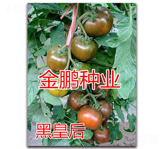 �ڻʺ�-ӣ�ҷ�������-��ŵũҵ