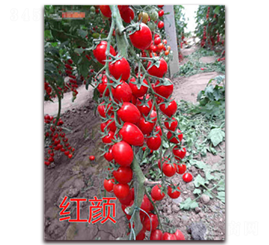 ����-ӣ�ҷ�������-��ŵũҵ