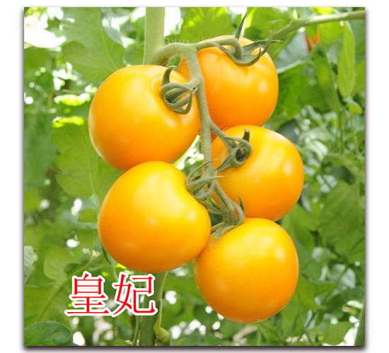 ����-ӣ�ҷ�������-��ŵũҵ
